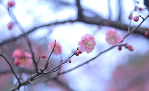 上周天气回顾，晴雨交替，春意渐浓